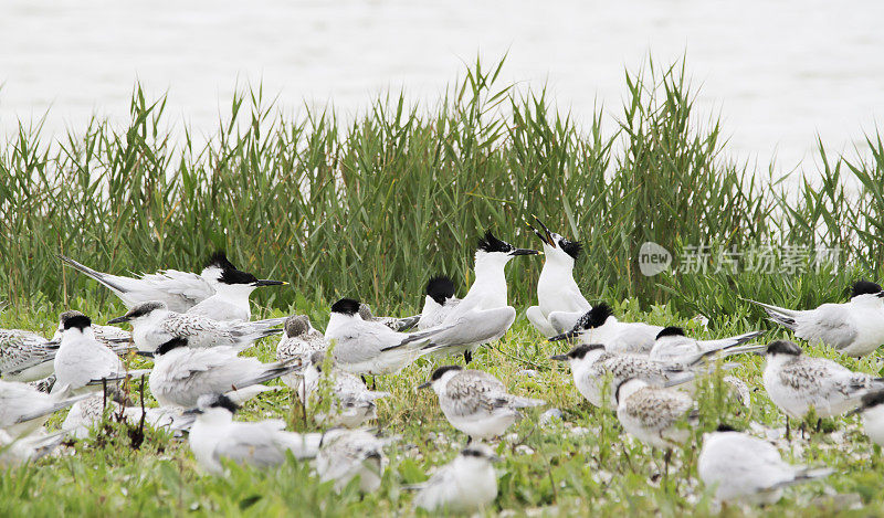 燕鸥(Sterna sandvicensis)